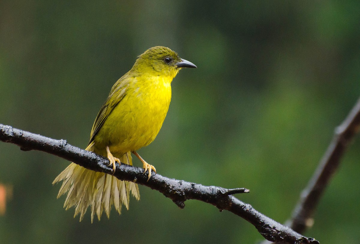 Olive-green Tanager - Marcos Eugênio Birding Guide