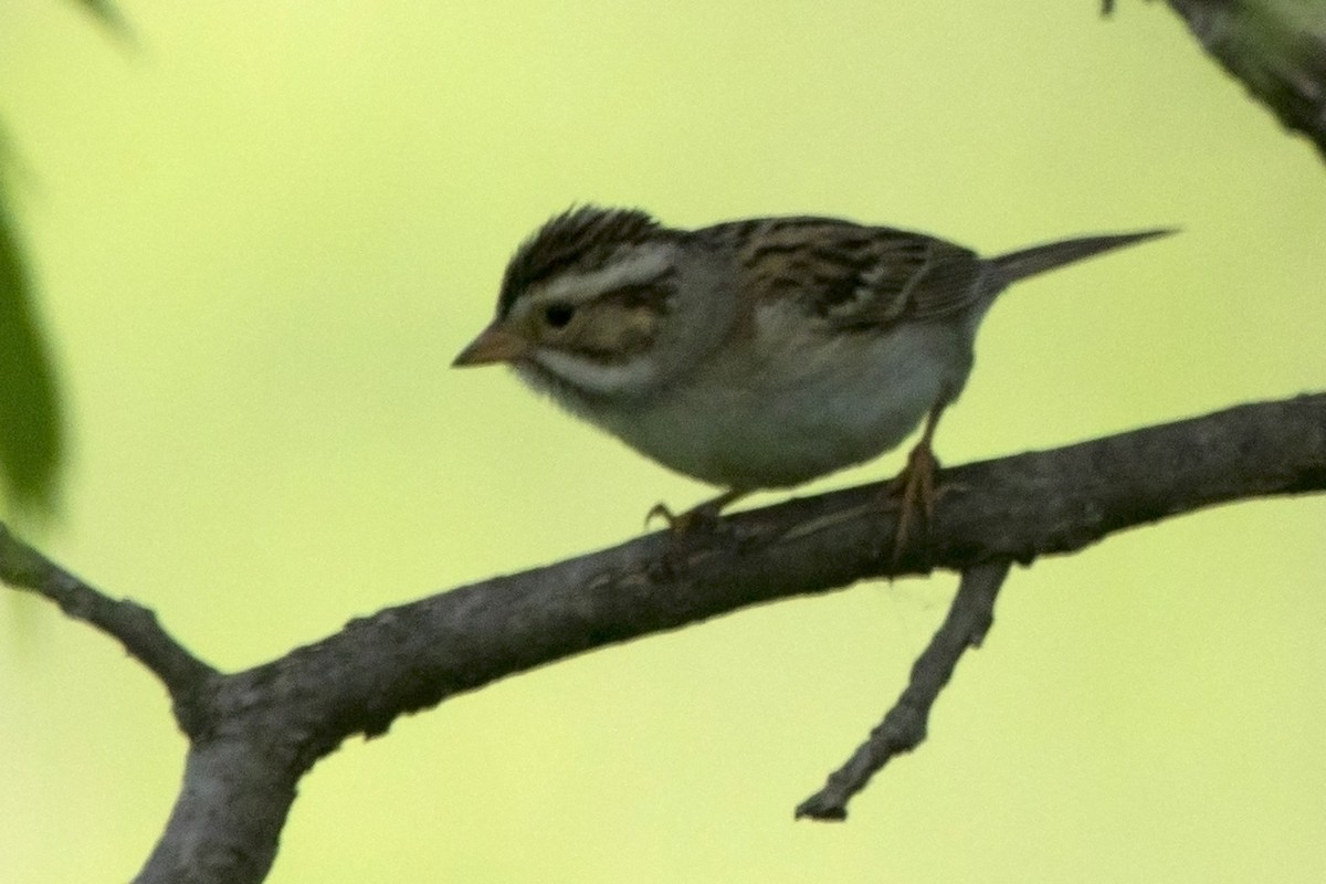 Clay-colored Sparrow - ML103369331