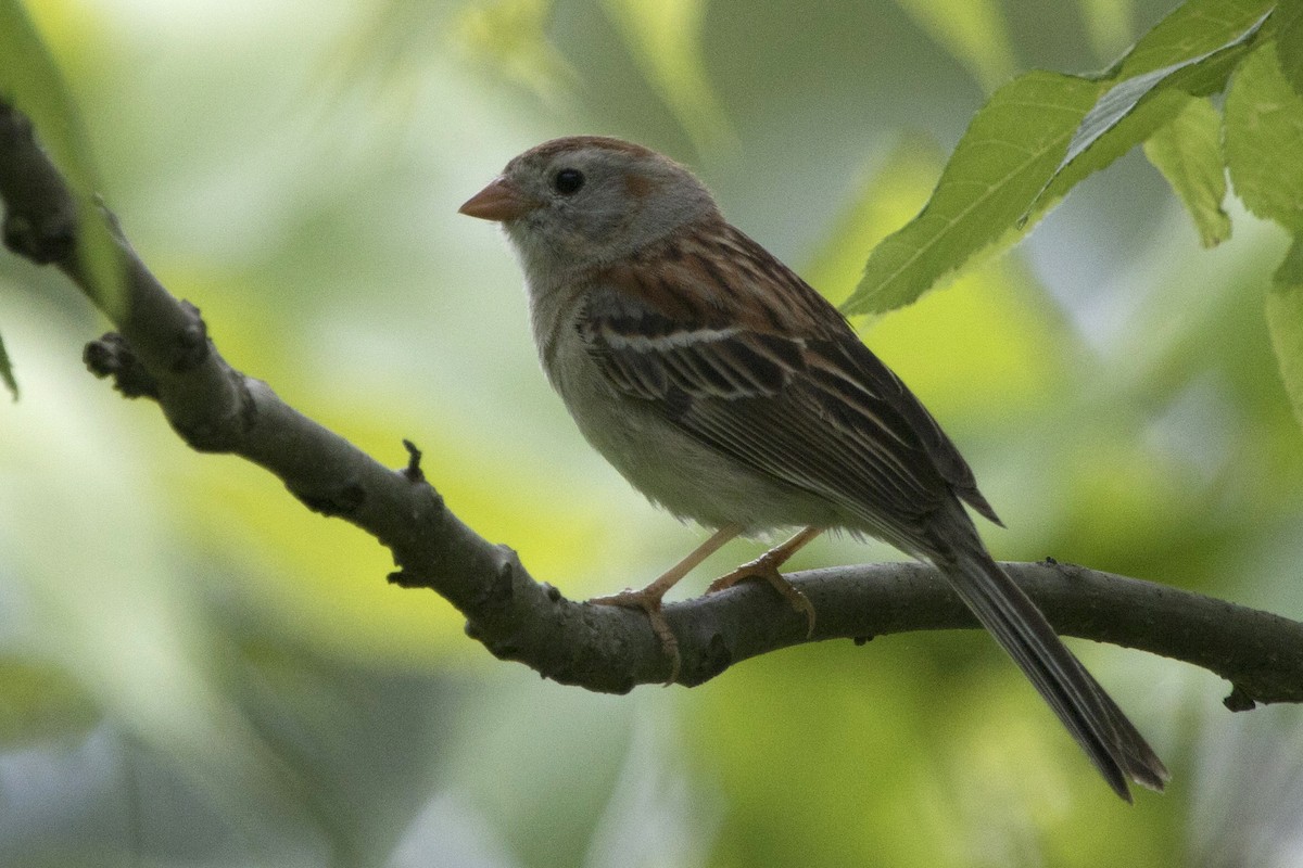 Field Sparrow - Michael Bowen