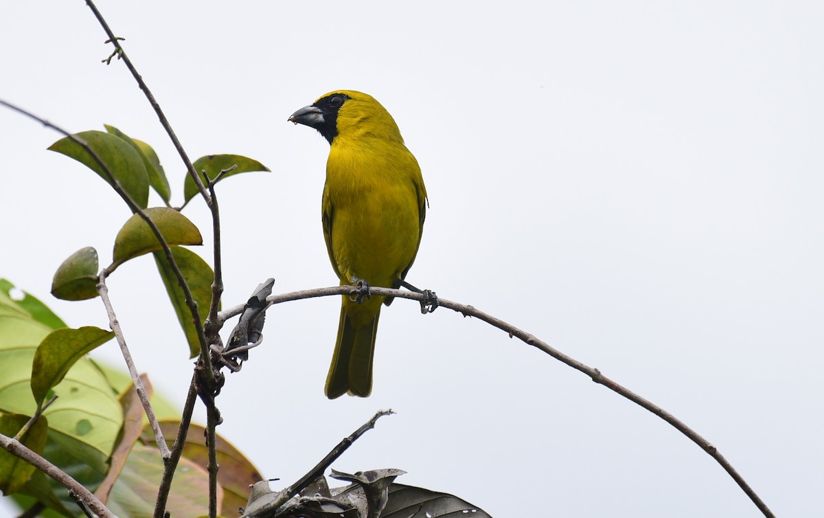 Yellow-green Grosbeak - Luiz Moschini