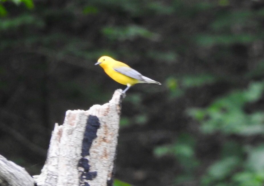 Prothonotary Warbler - ML103371051