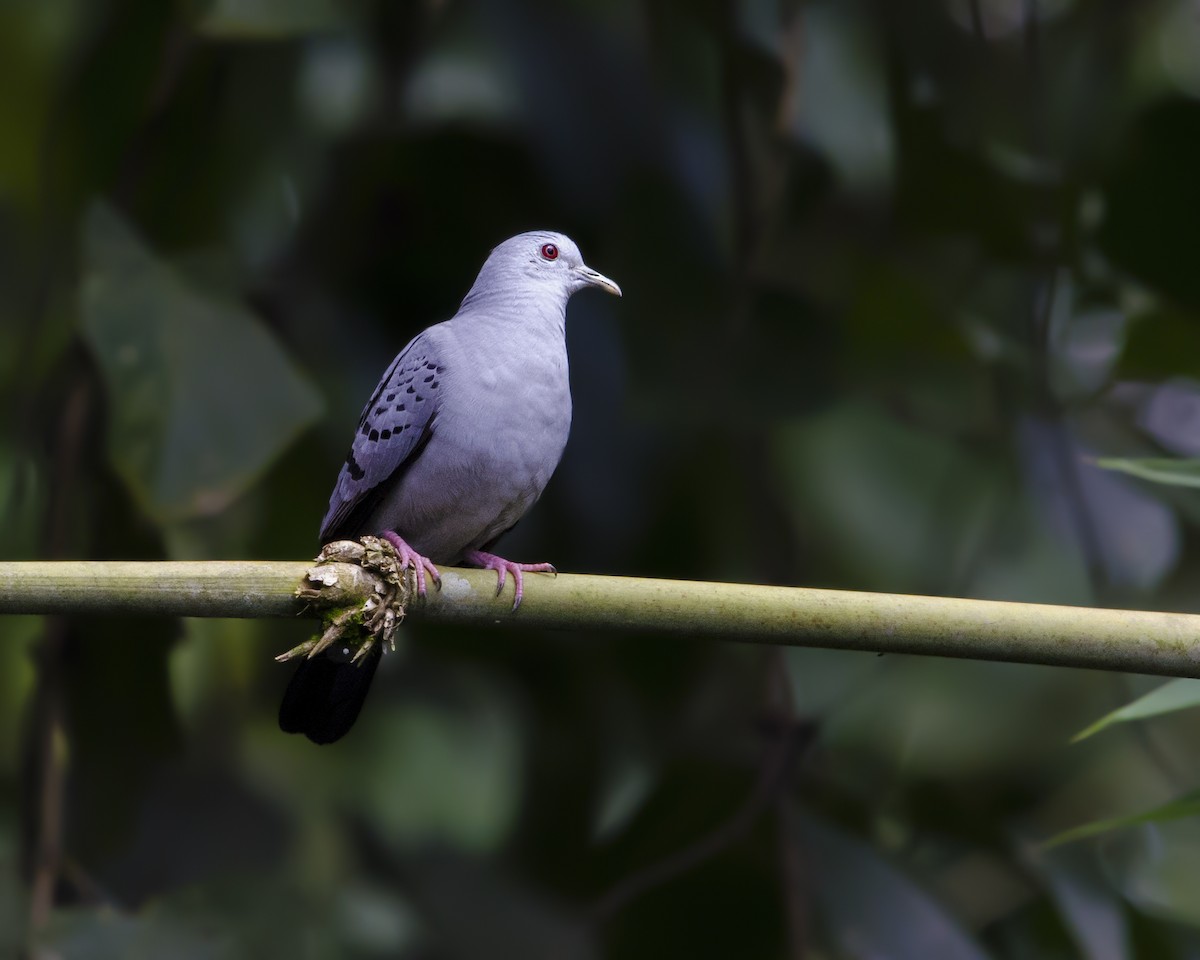 Blue Ground Dove - ML103371501