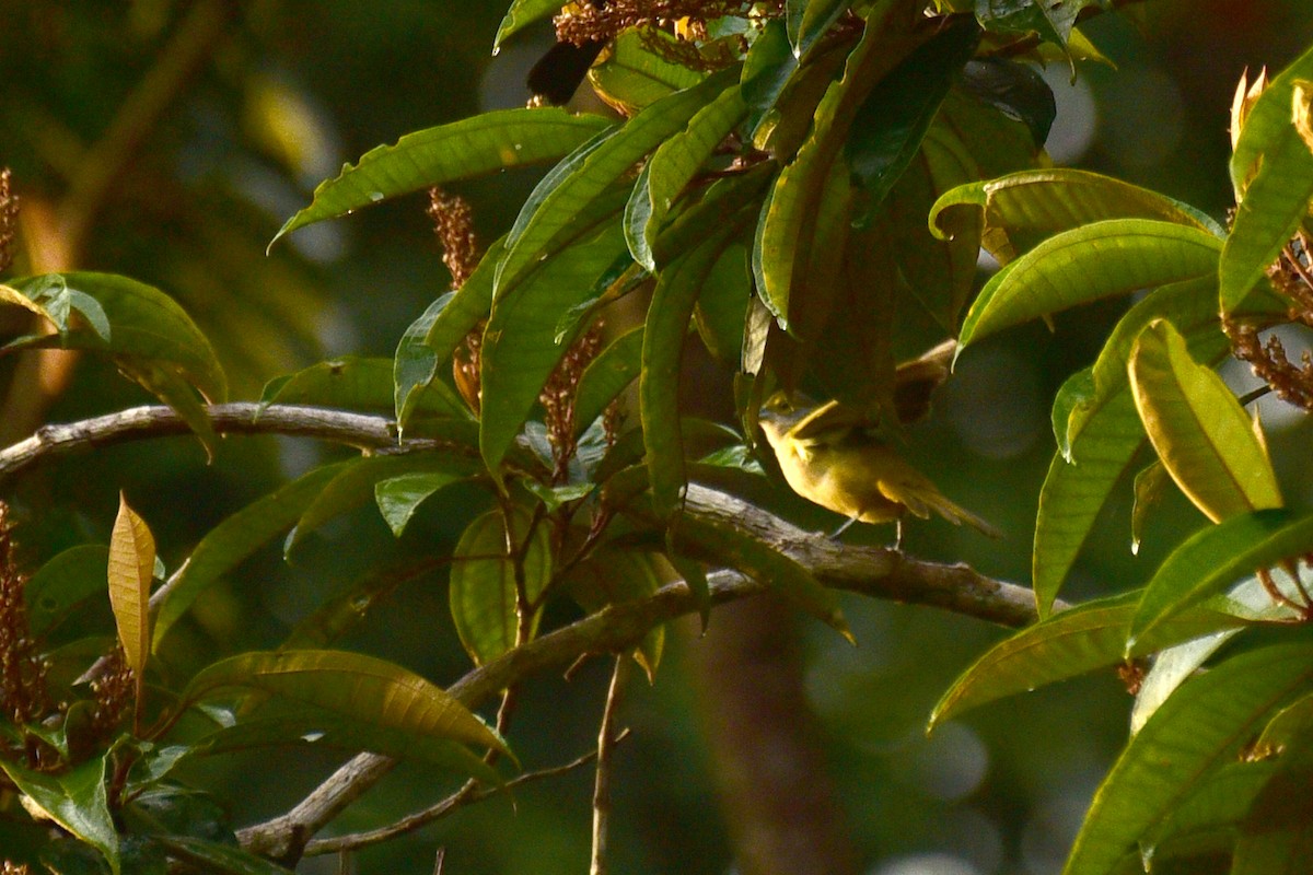Fulvous-crested Tanager - Luiz Moschini