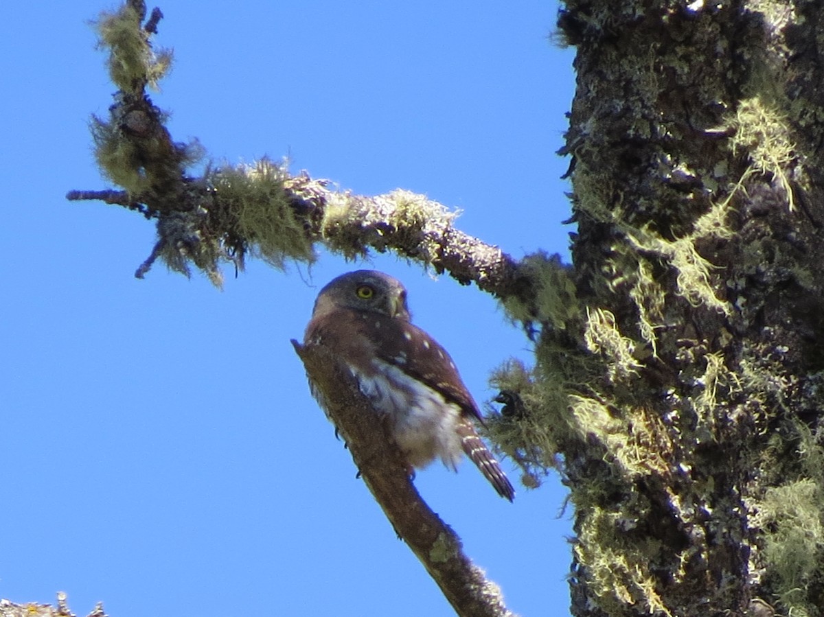 Northern Pygmy-Owl - Garth Harwood