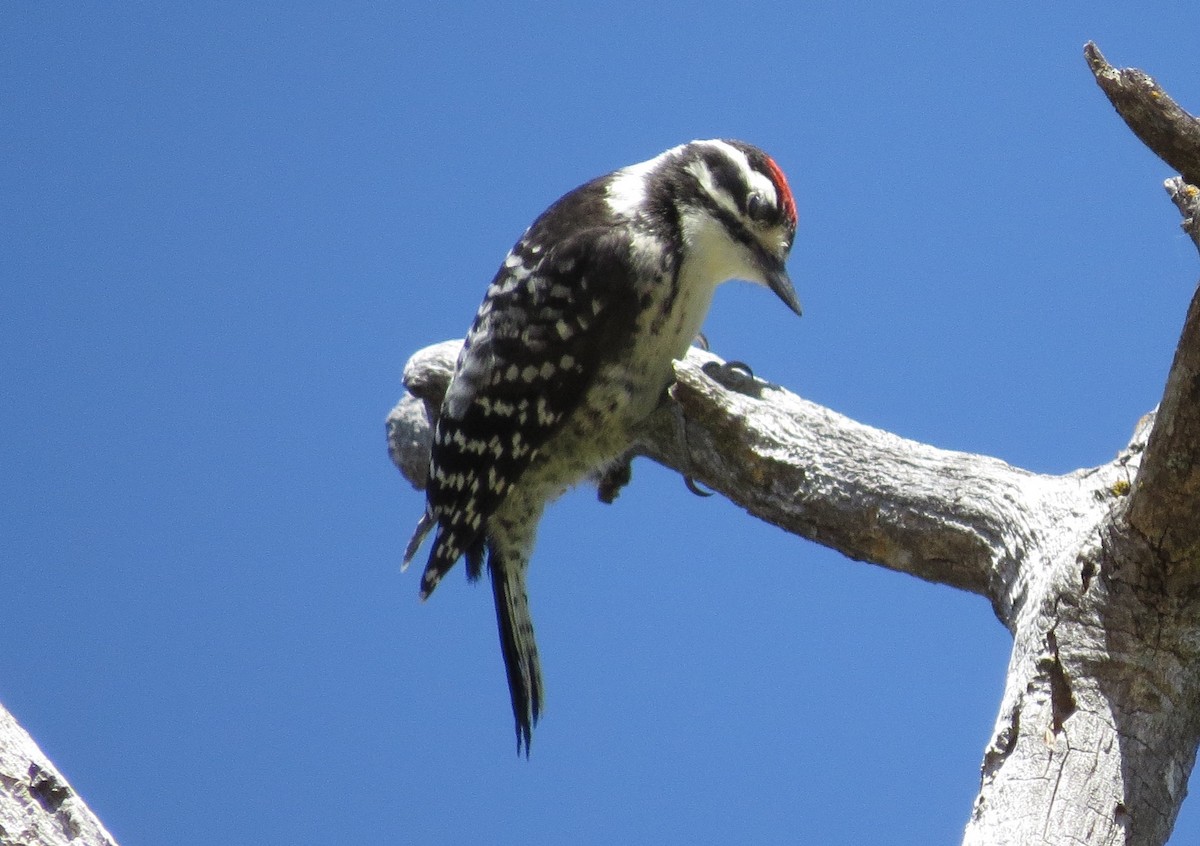 Nuttall's Woodpecker - George Leonberger