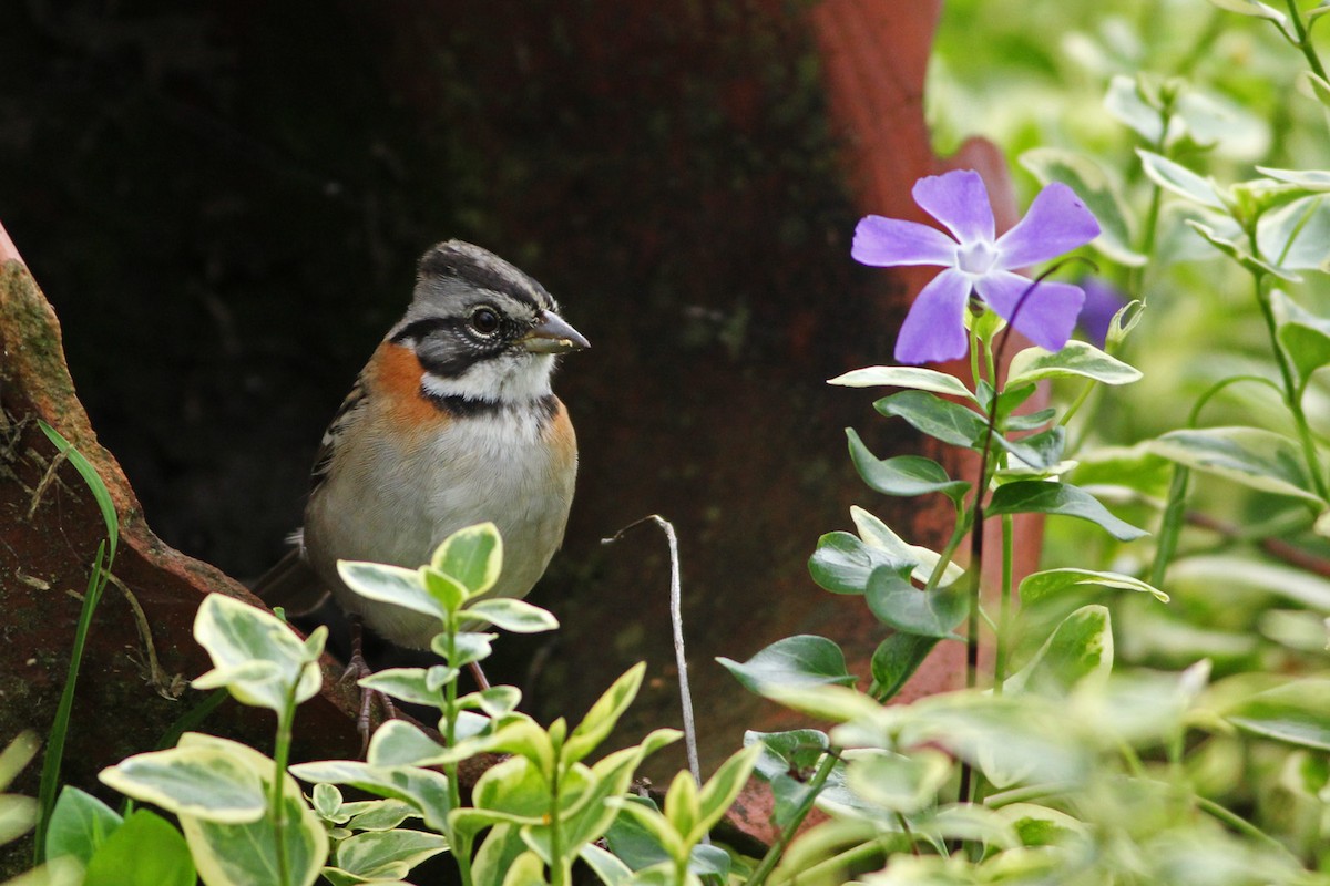 Rufous-collared Sparrow - ML103377401