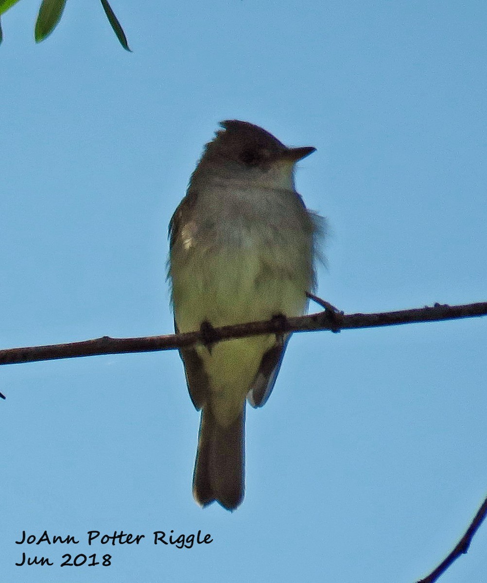 Willow Flycatcher - ML103377671