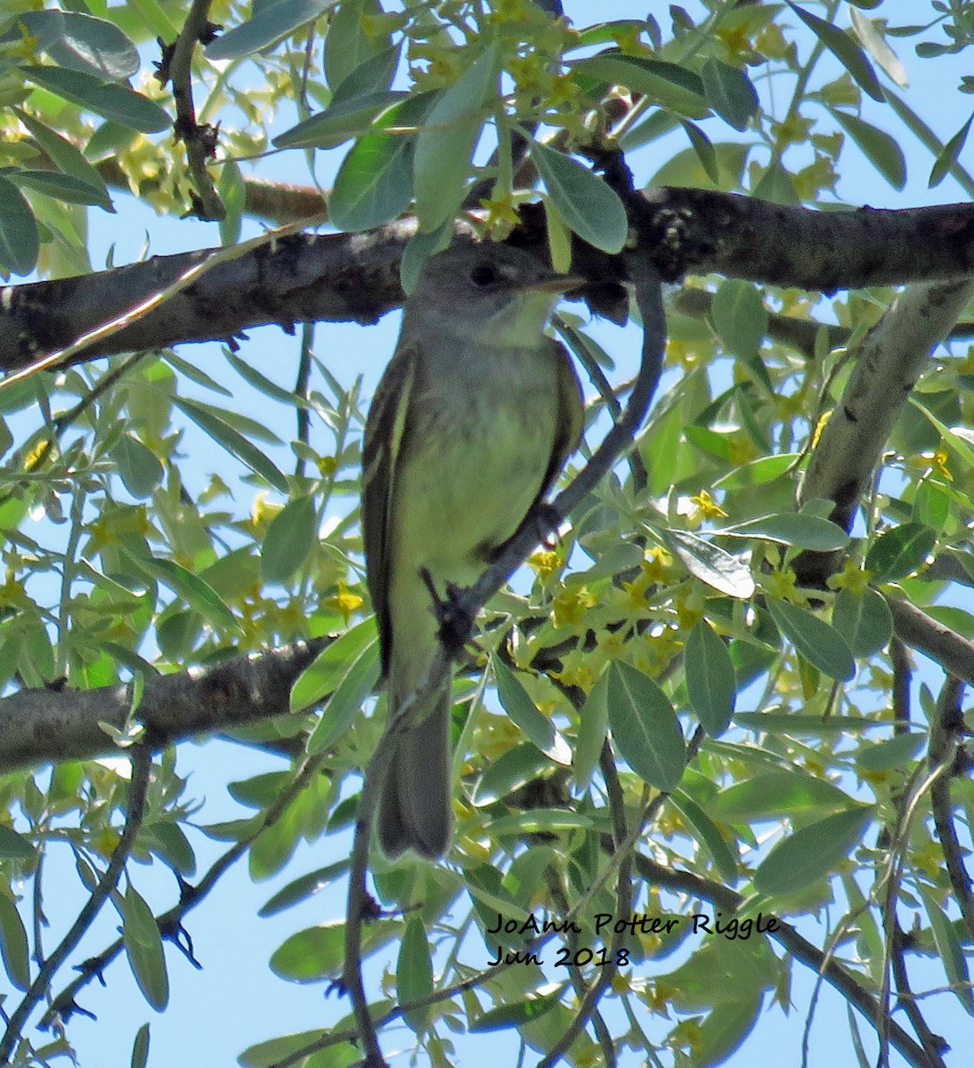 Willow Flycatcher - ML103377801