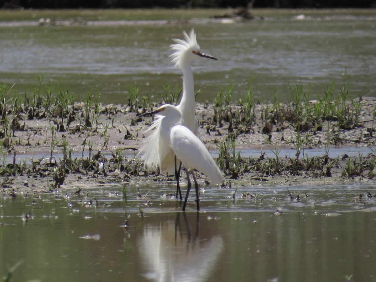 Snowy Egret - ML103378161