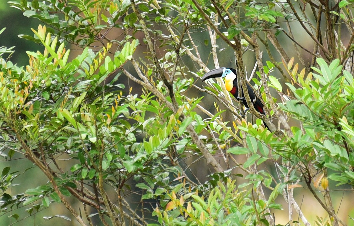 Channel-billed Toucan - ML103378711