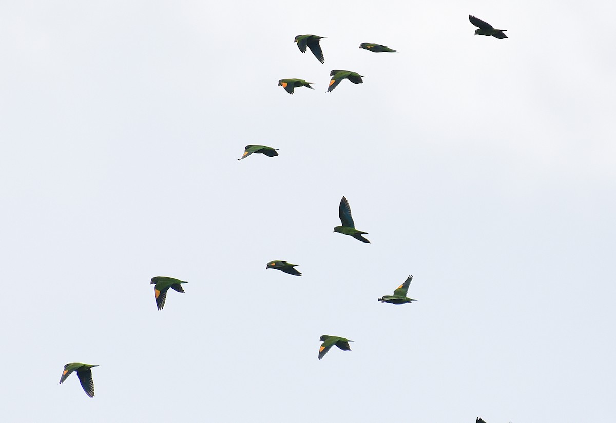 Golden-winged Parakeet - ML103378761