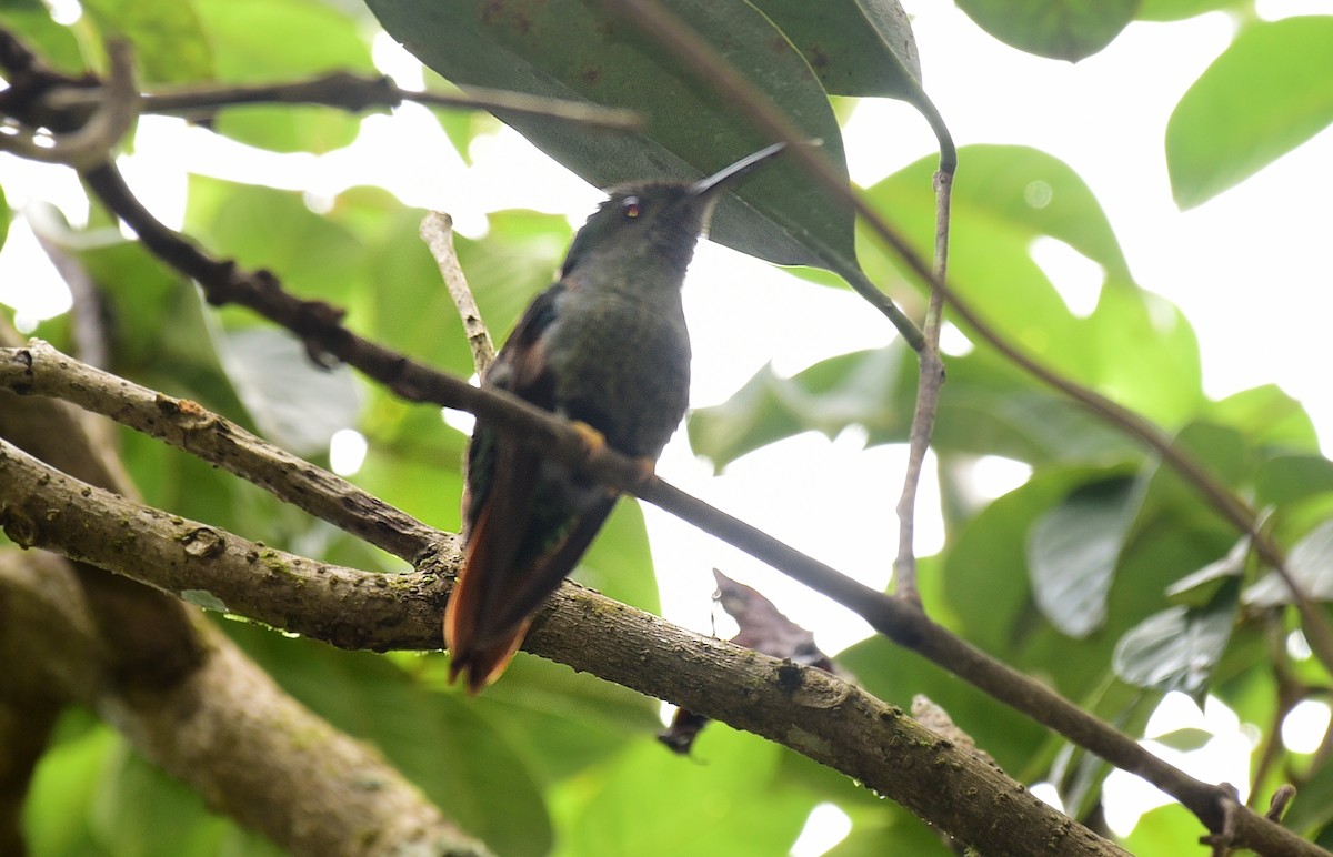 Colibrí Topacio - ML103378991