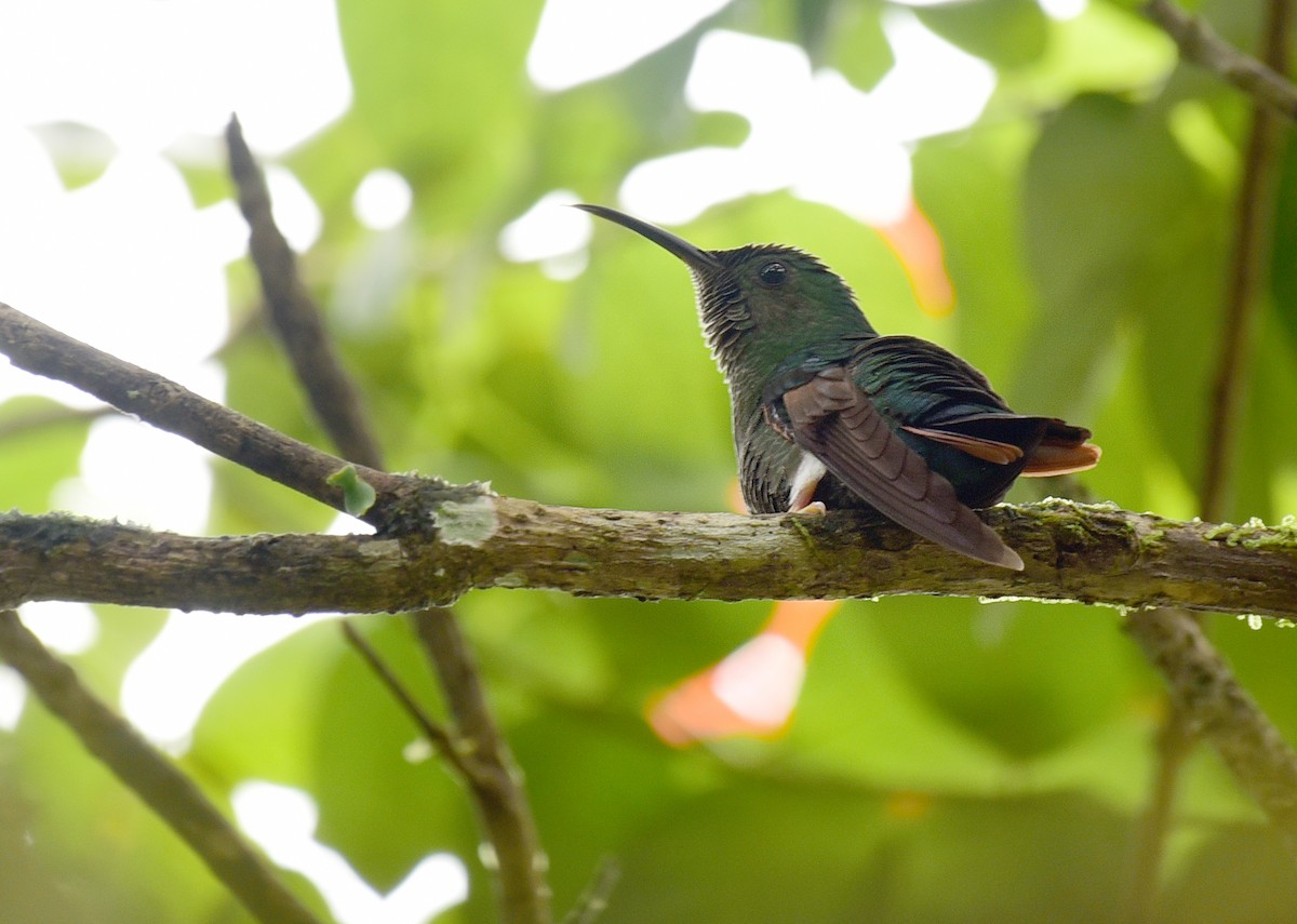 Colibrí Topacio - ML103379001