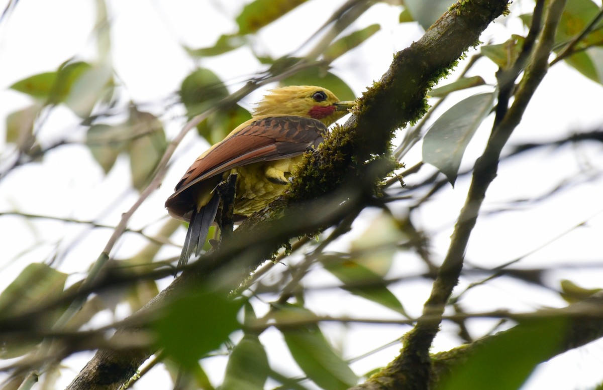 Cream-colored Woodpecker - ML103379041