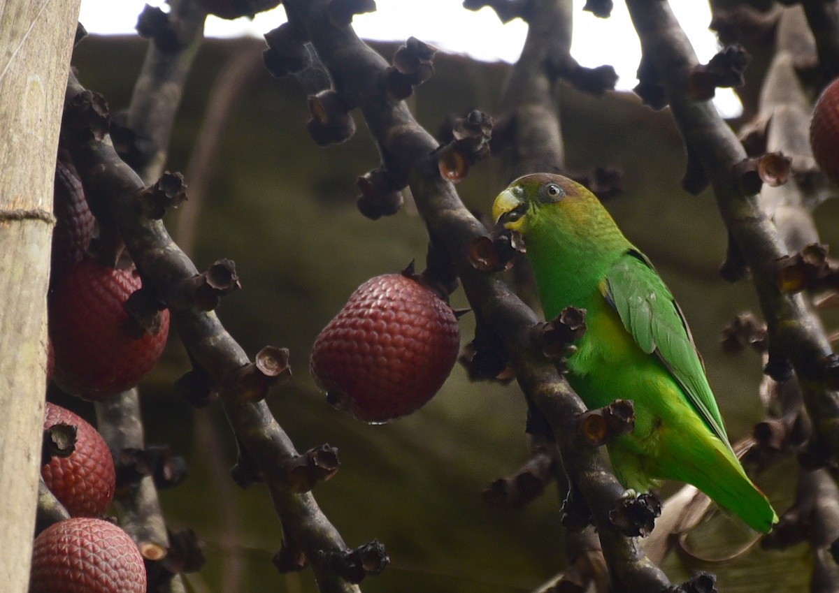 Sapphire-rumped Parrotlet - Luiz Moschini