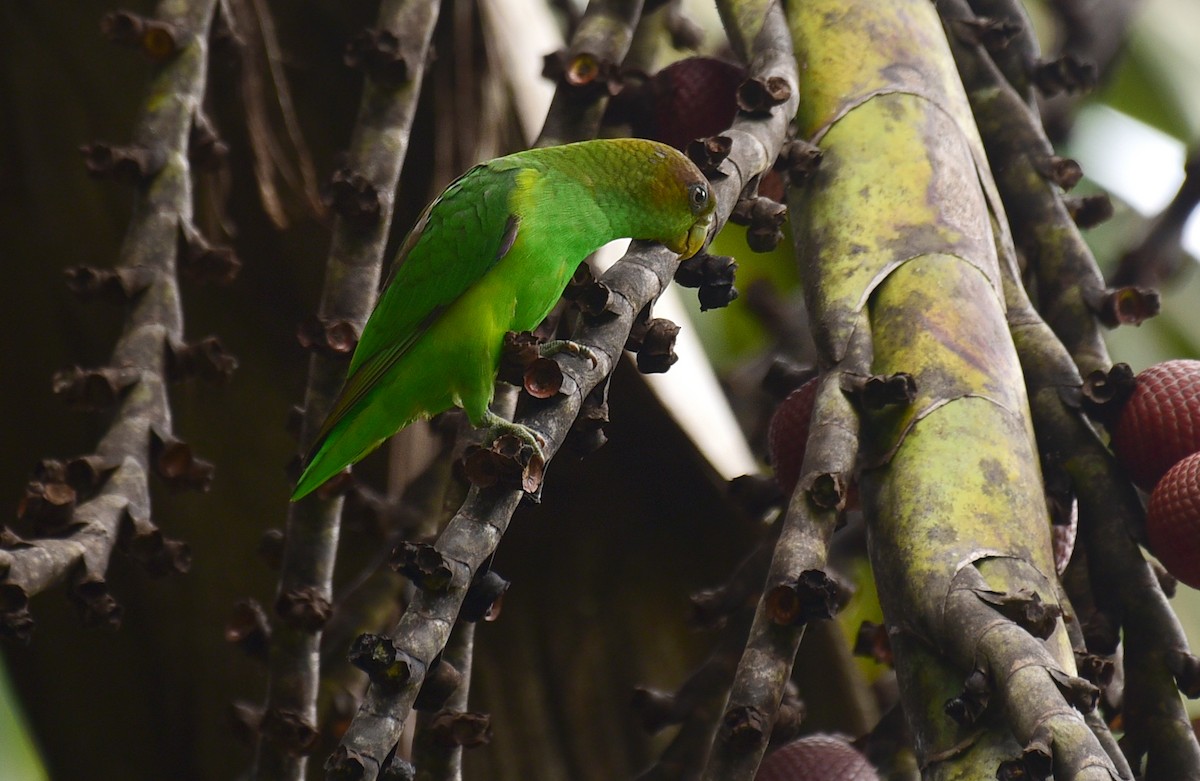 Sapphire-rumped Parrotlet - ML103379091