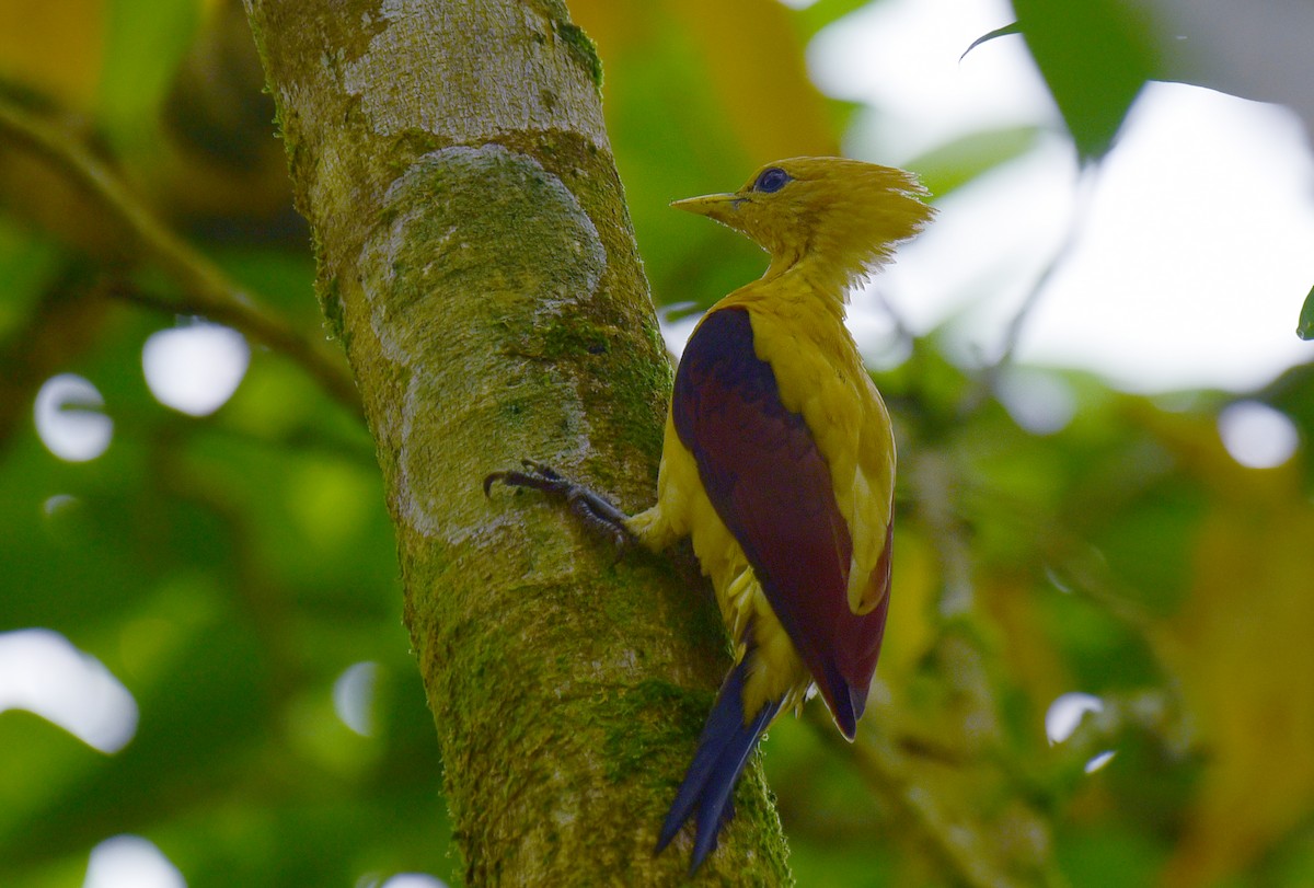 Cream-colored Woodpecker - ML103379111