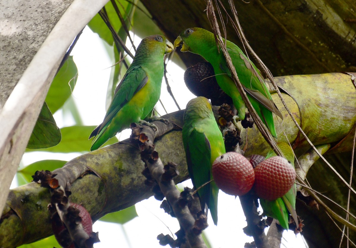 Sapphire-rumped Parrotlet - ML103379141