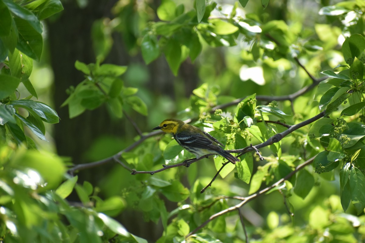 Black-throated Green Warbler - ML103379171