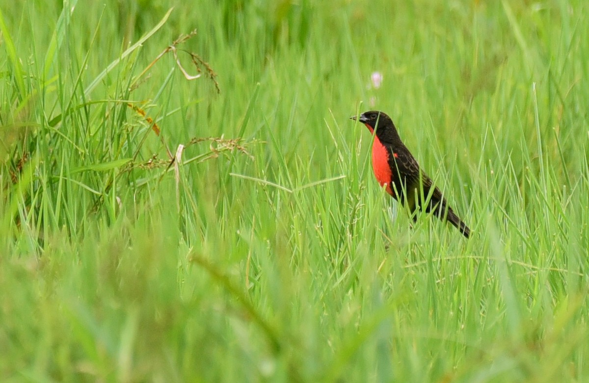 Red-breasted Meadowlark - Luiz Moschini