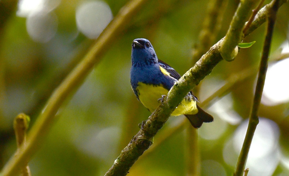 Turquoise Tanager - Luiz Moschini