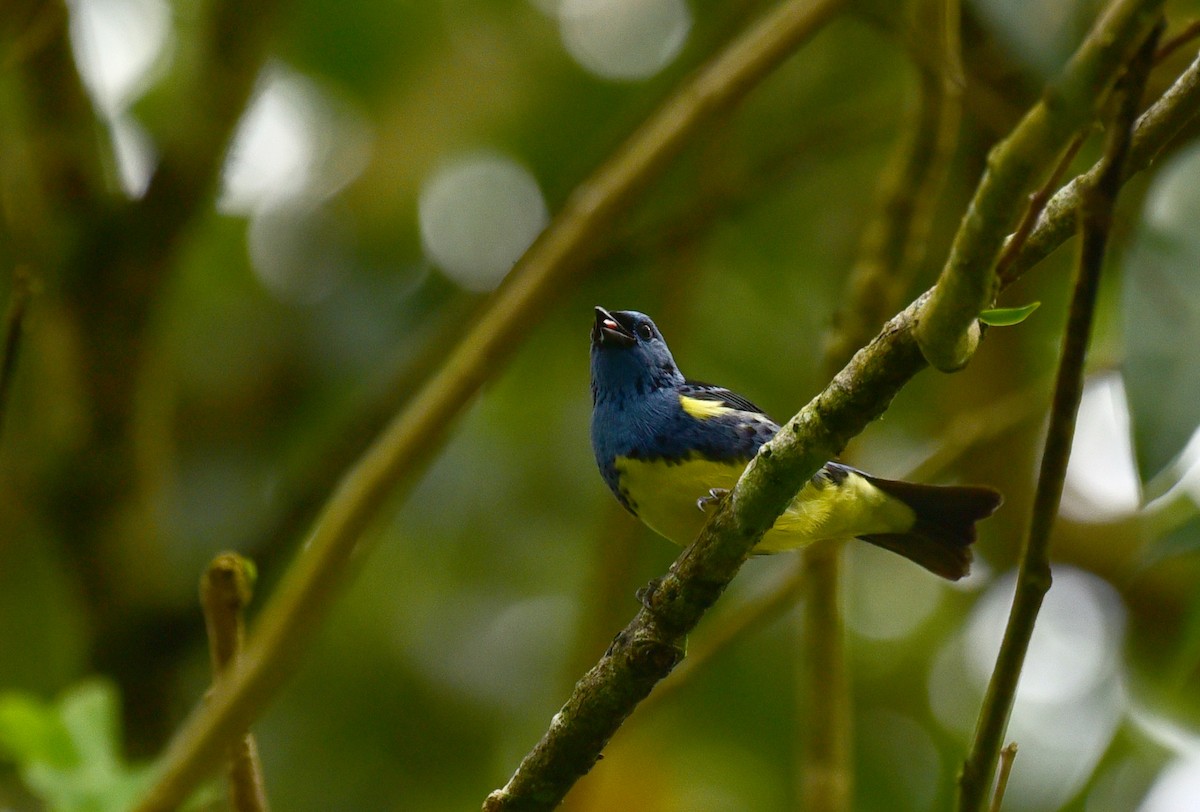 Turquoise Tanager - ML103379281