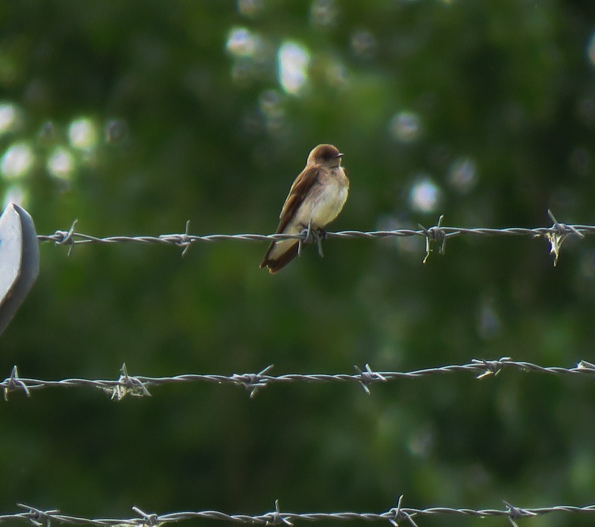 Northern Rough-winged Swallow - ML103379651