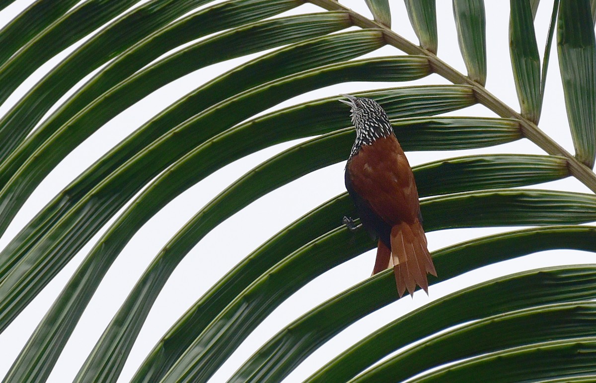 Point-tailed Palmcreeper - ML103379741