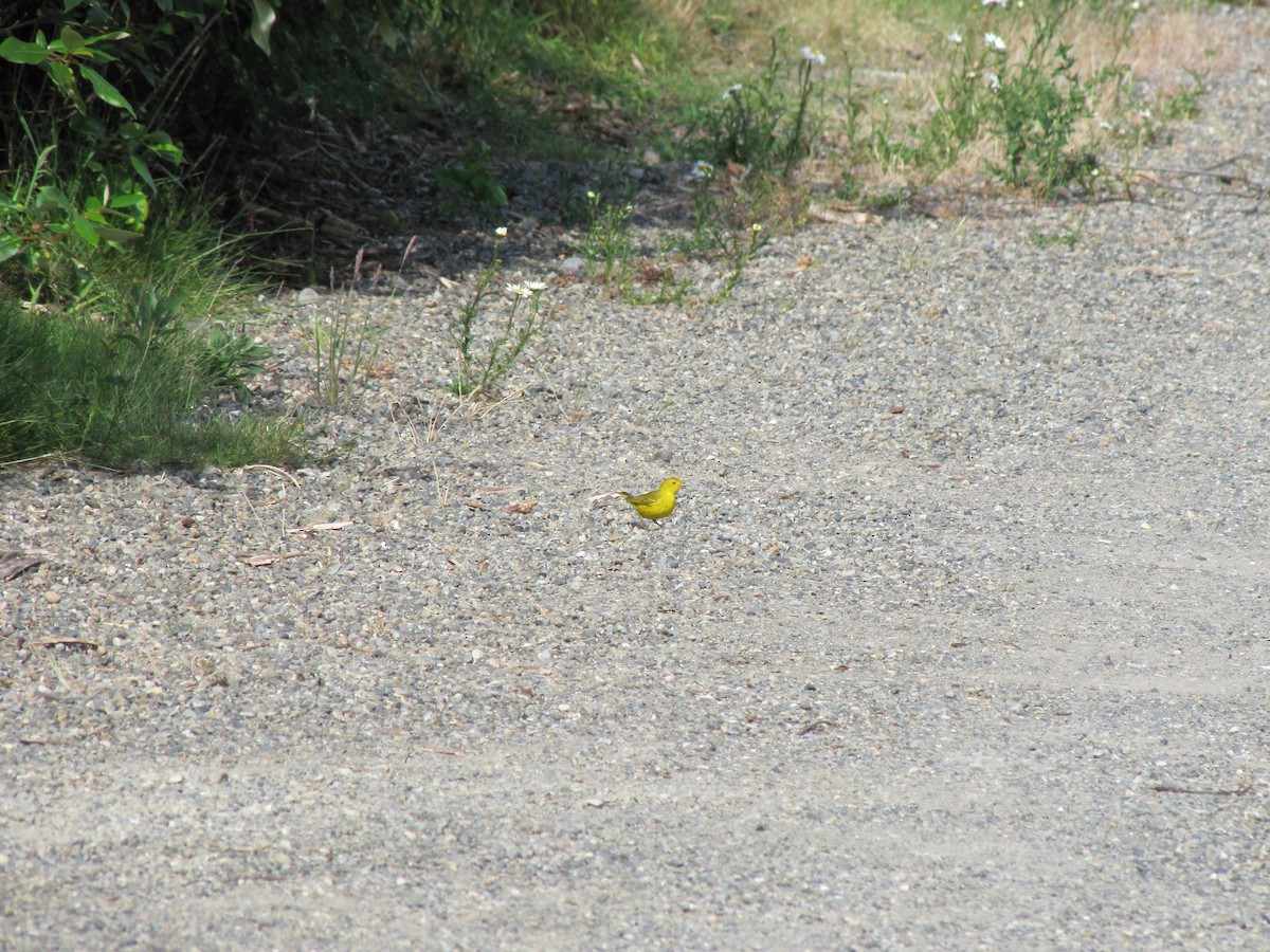 Yellow Warbler - Christopher Moellering