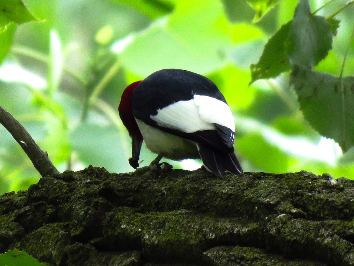 Red-headed Woodpecker - Anonymous