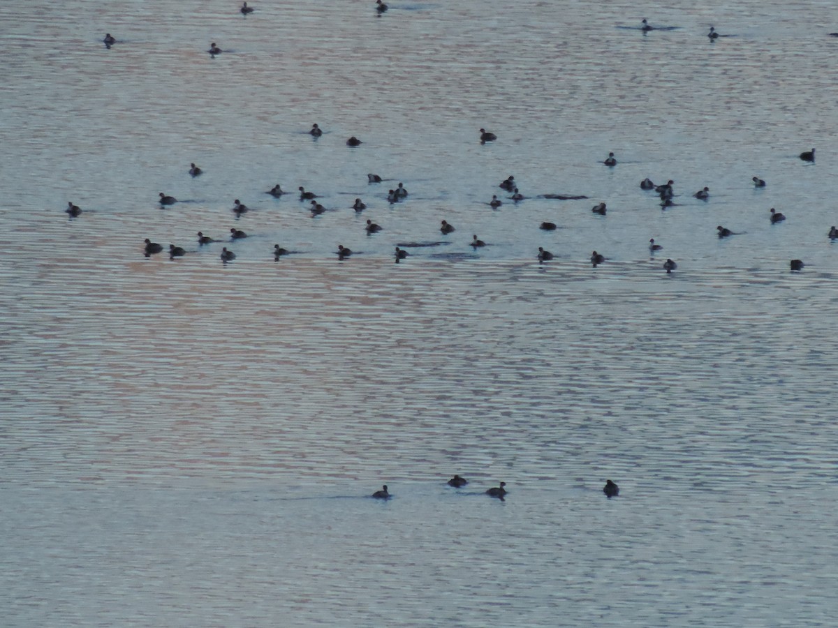 Silvery Grebe - Maria Lopez Rico