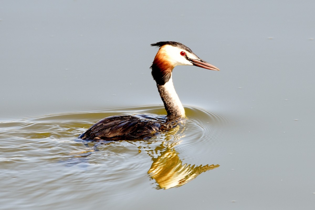 Great Crested Grebe - Javier Martín