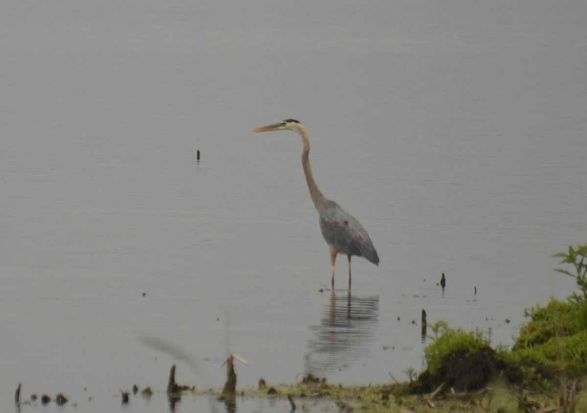 Great Blue Heron - Nathaniel  Wegner