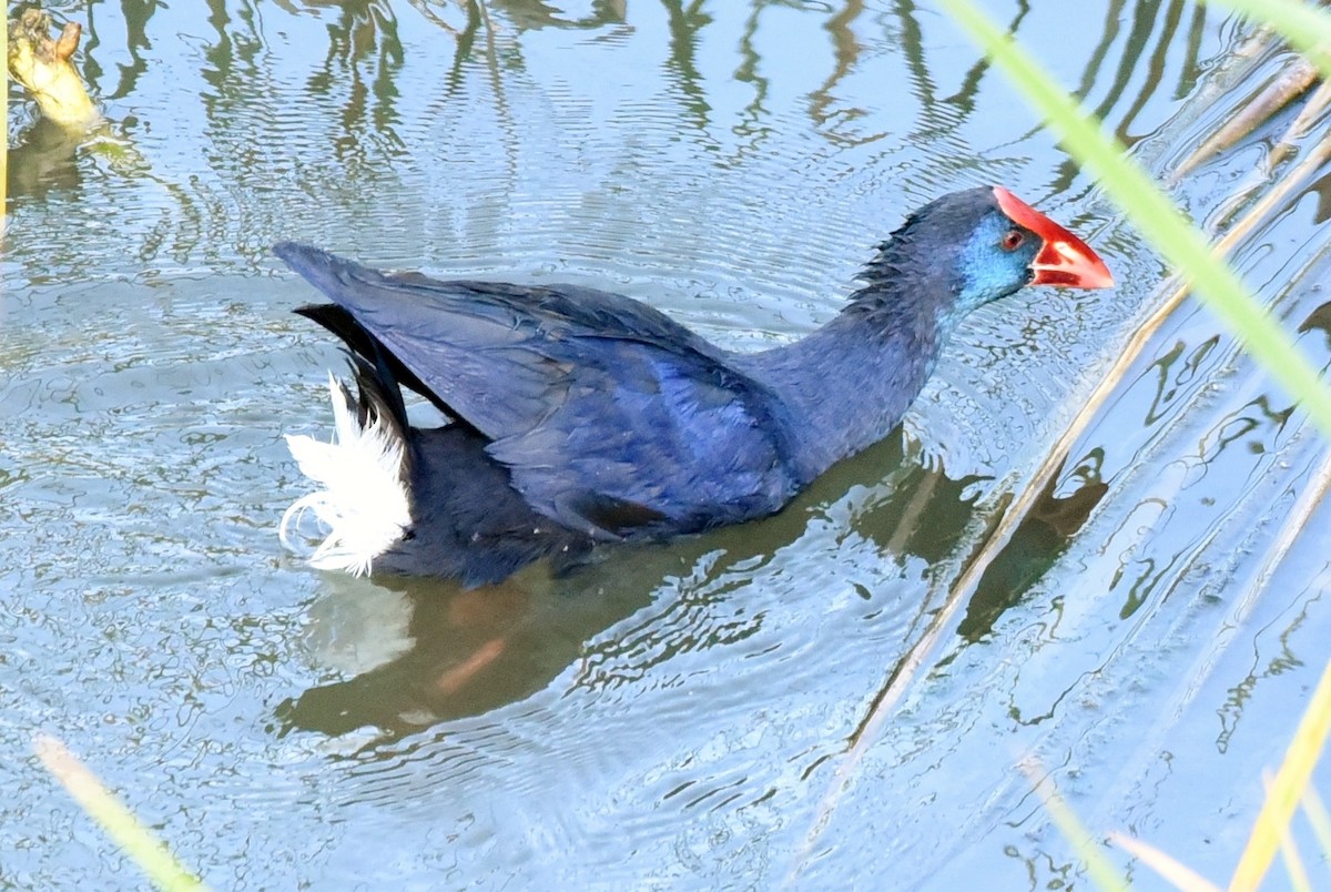 Western Swamphen - ML103383351