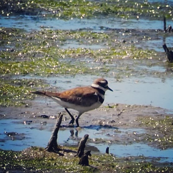 Killdeer - ML103384001