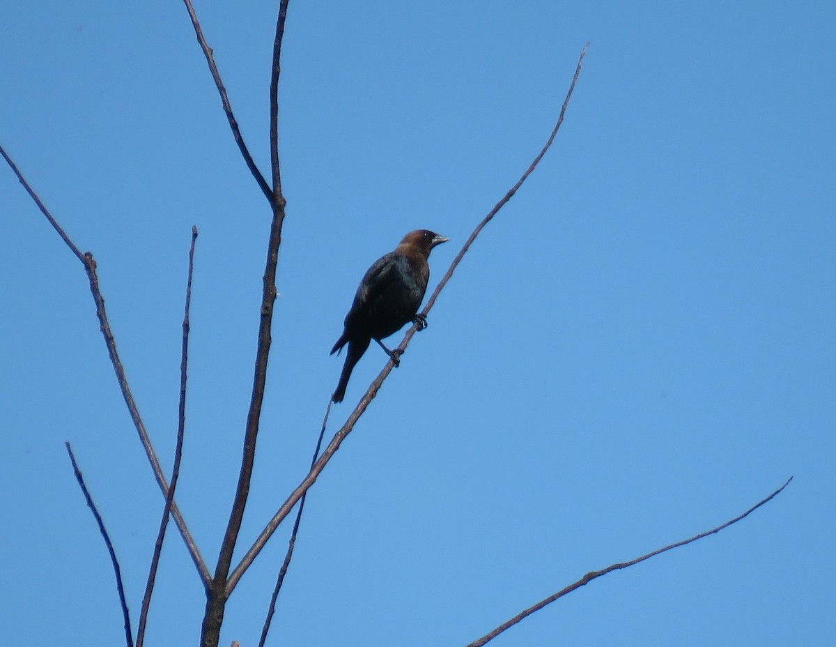 Brown-headed Cowbird - Robin Gurule