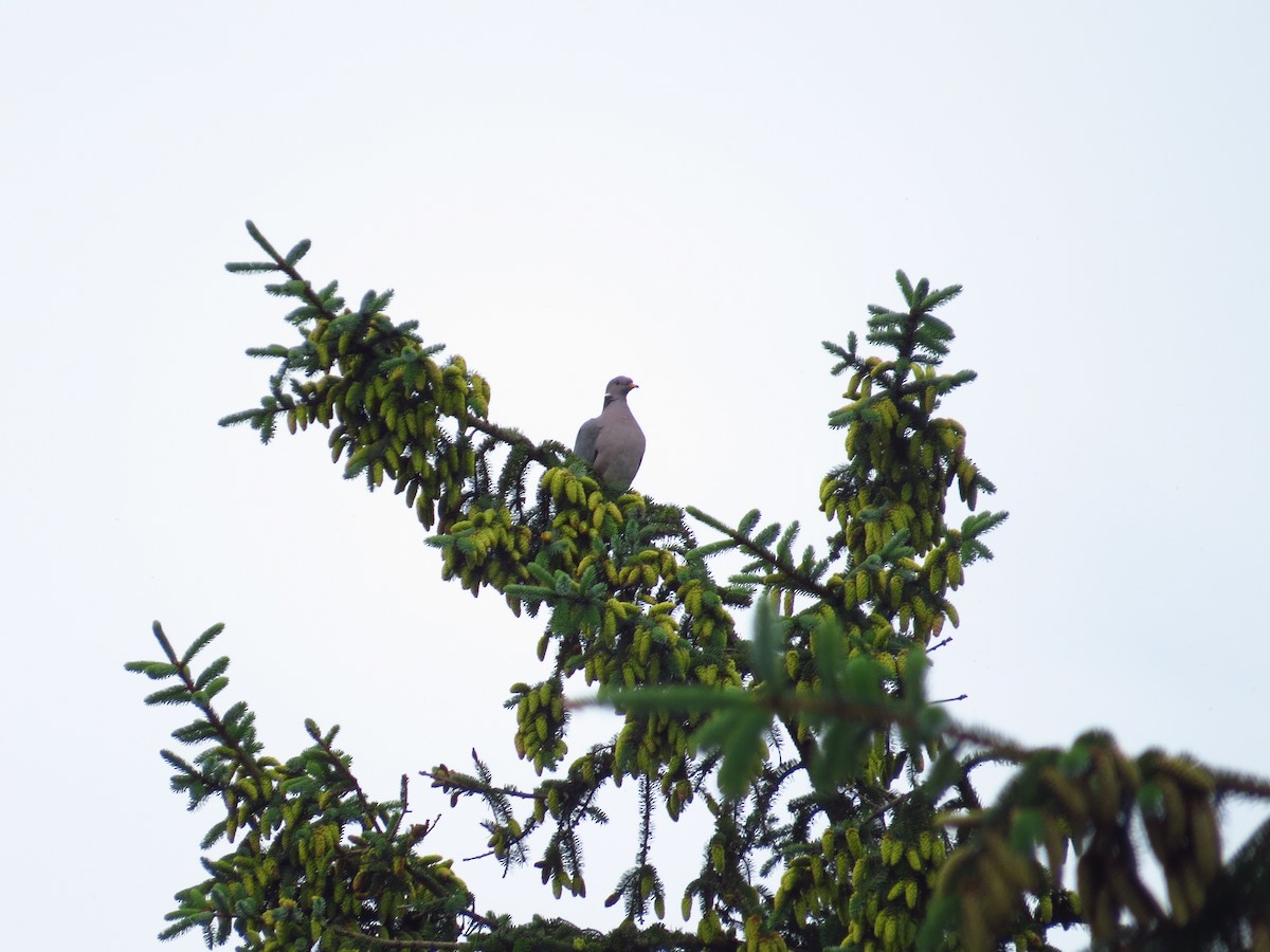 Pigeon à queue barrée - ML103384991