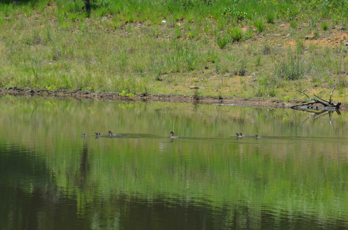 Hooded Merganser - ML103386821