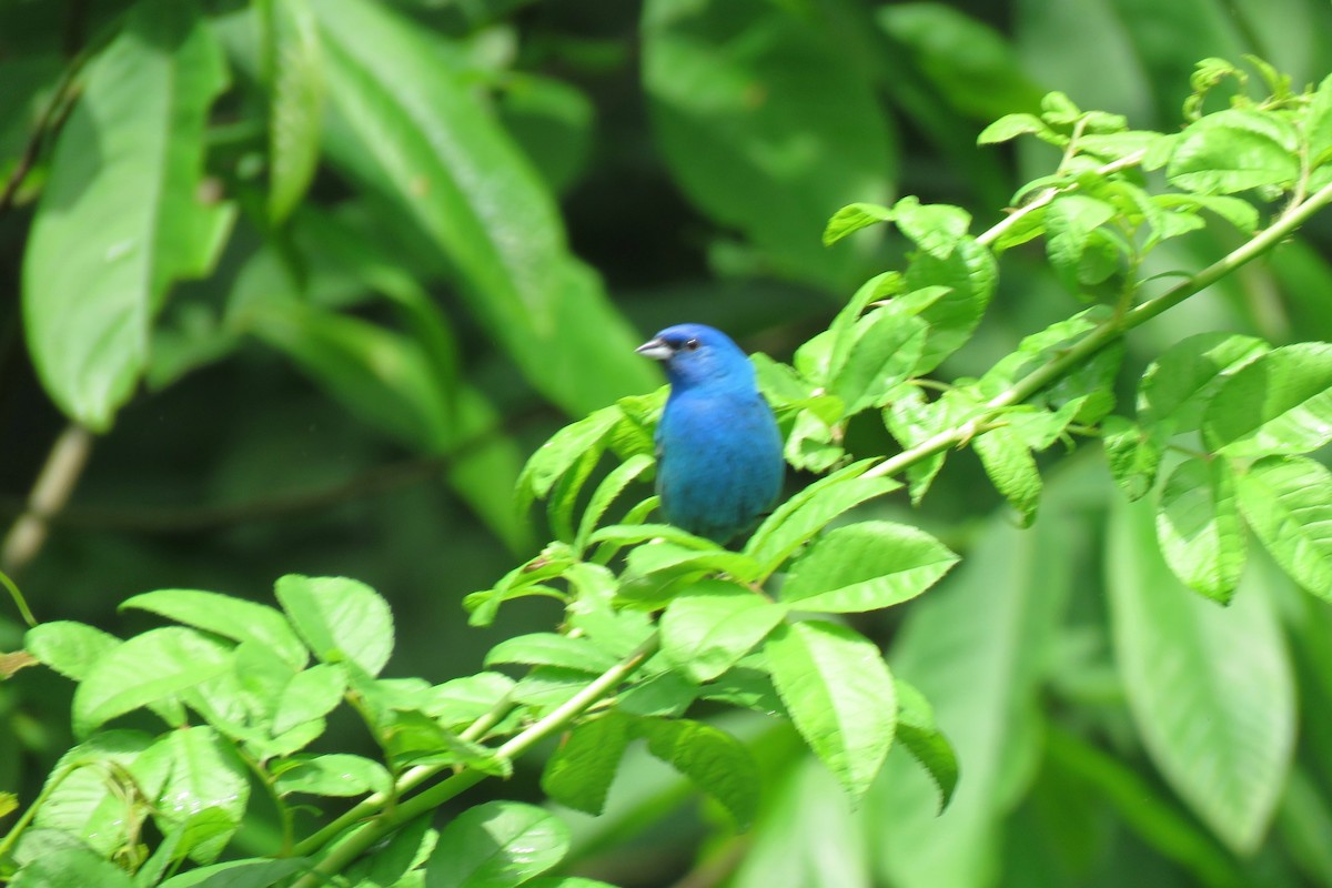 Indigo Bunting - ML103387981