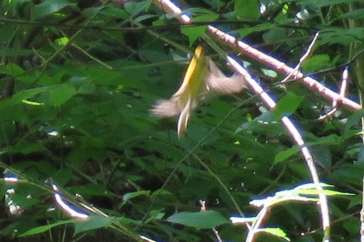 Hooded Warbler - Bobbie Elbert