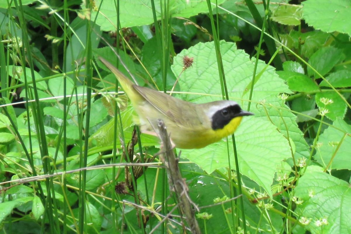 Common Yellowthroat - ML103388271