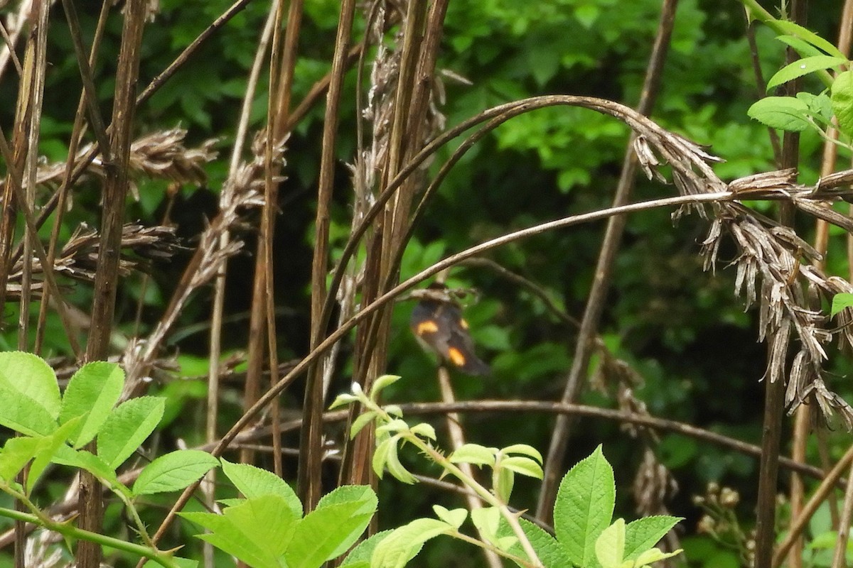 Paruline flamboyante - ML103388341