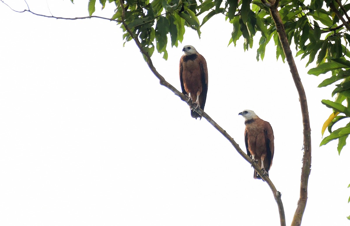 Black-collared Hawk - ML103388421