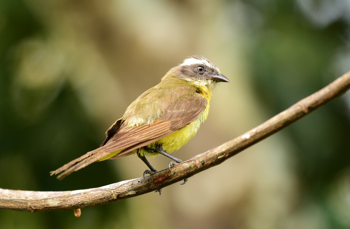 Rusty-margined Flycatcher - ML103388471