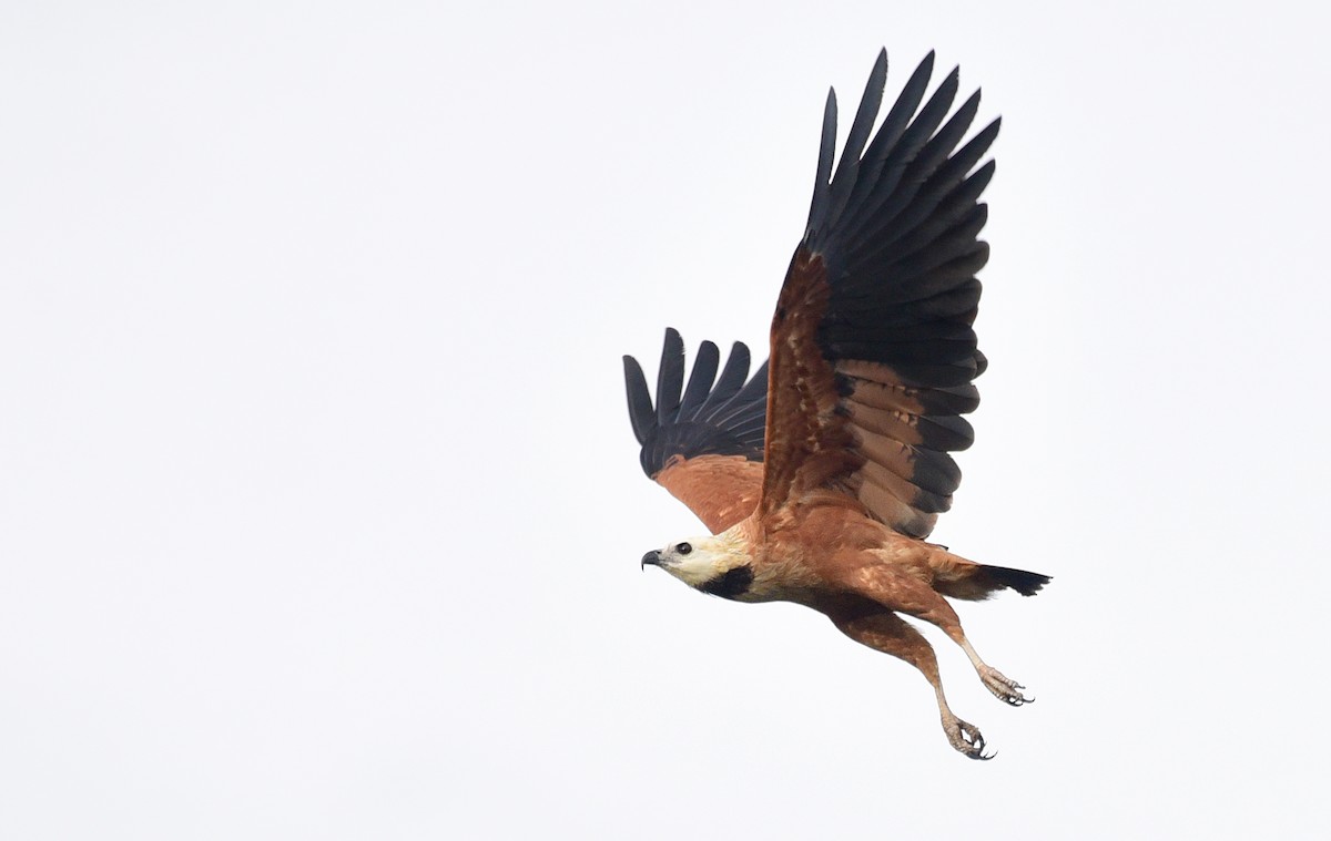 Black-collared Hawk - ML103388481