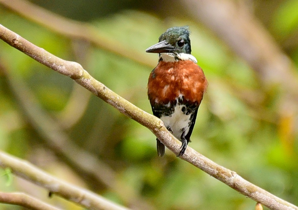 Green Kingfisher - ML103388511