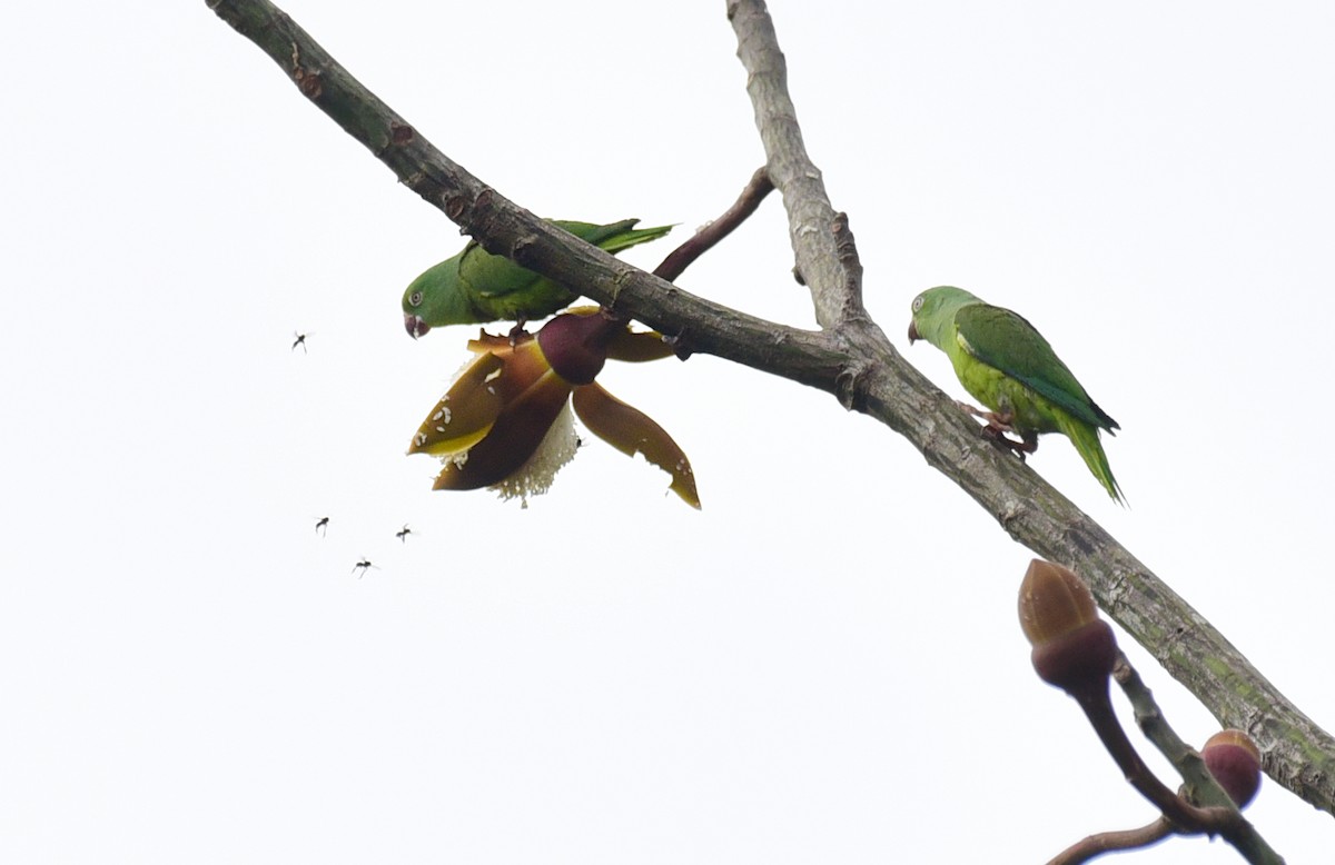 Tui Parakeet - ML103388681