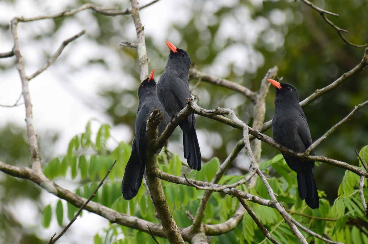 Black-fronted Nunbird - Luiz Moschini