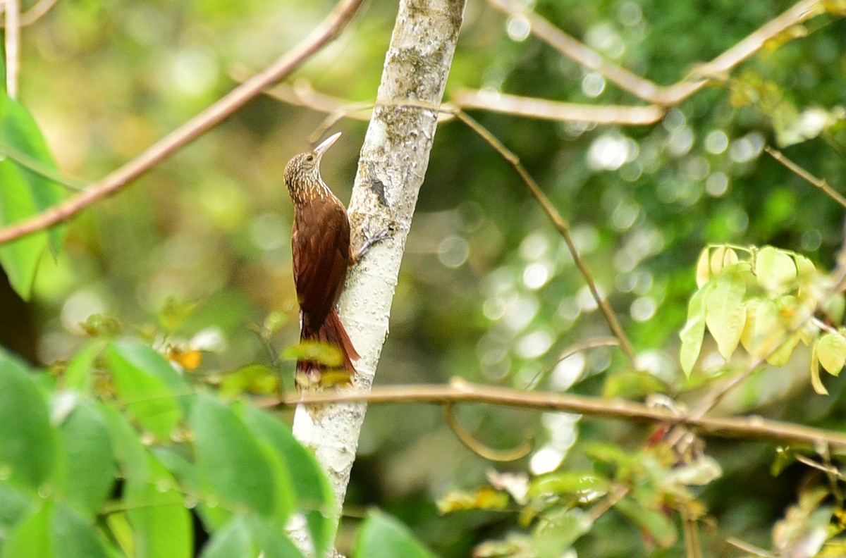 Straight-billed Woodcreeper - ML103388711