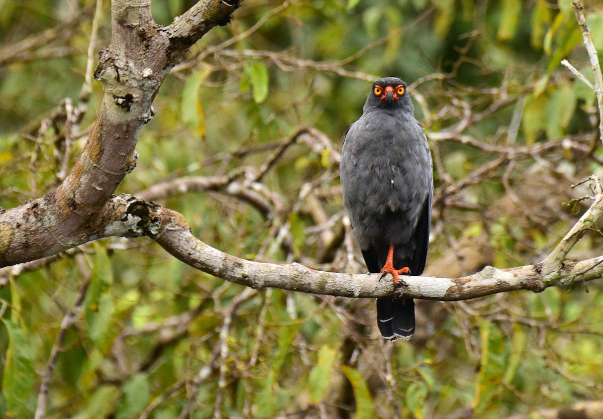 Schieferbussard - ML103388881